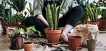 Plant potting + minisocial